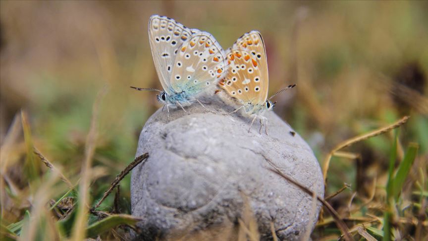 Tunceli'de 'Çok gözlü gök mavisi' dikkat çekiyor
