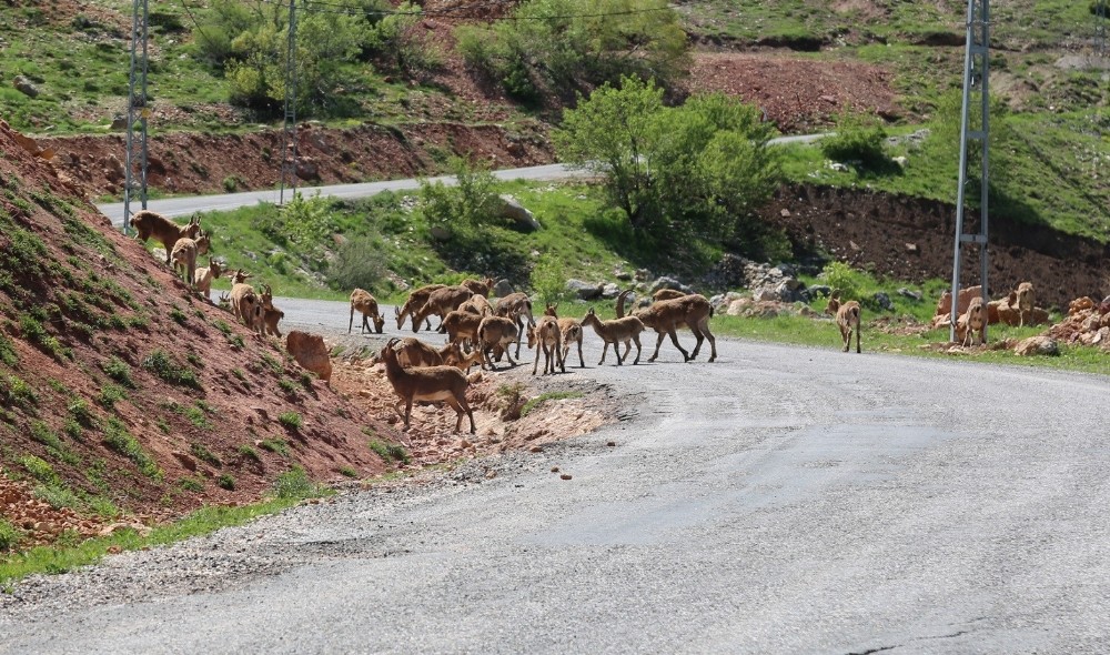 Tunceli’de dağ keçileri sürü halinde karayoluna indi 