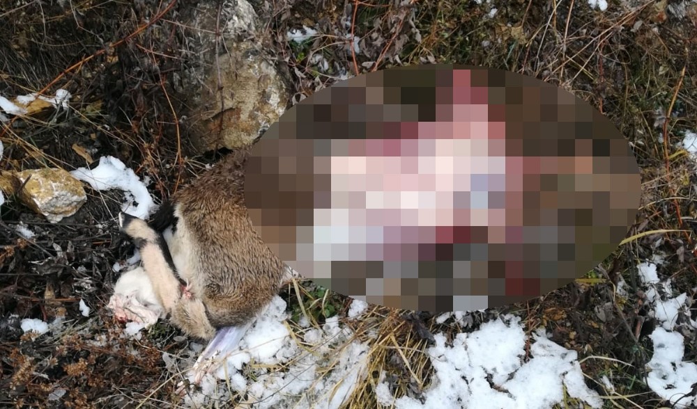 Tunceli’de dağ keçisi ve tavşan avına 30 bin lira ceza 