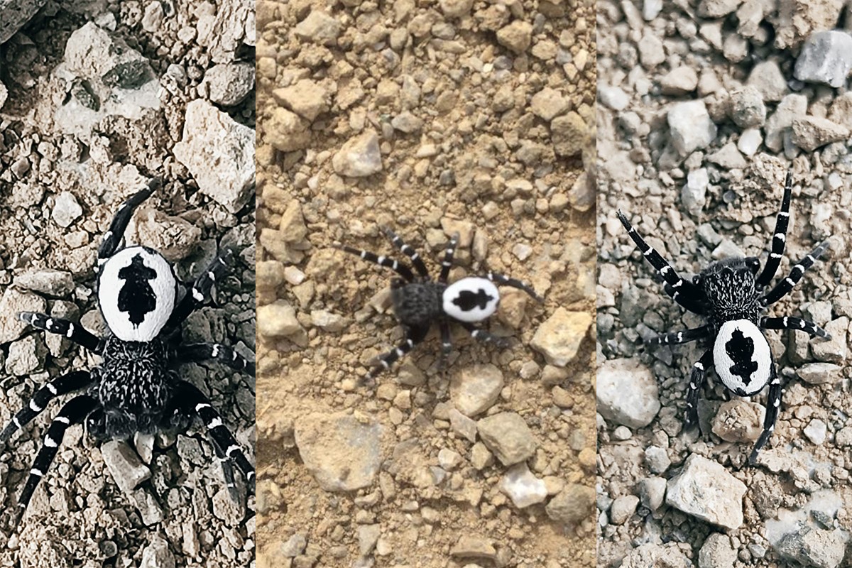 Tunceli'de fotoğraflanan örümceğin henüz keşfedilmemiş tür olması muhtemel
