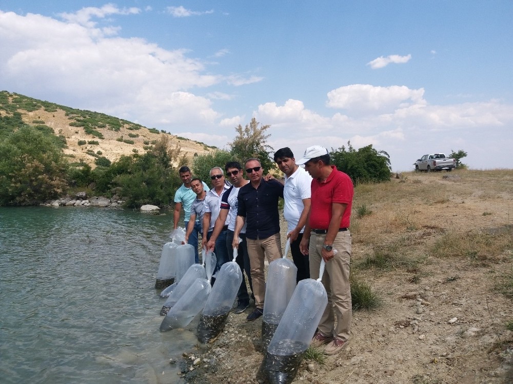 Tunceli’de gölete 50 bin pullu sazan yavrusu bırakıldı 