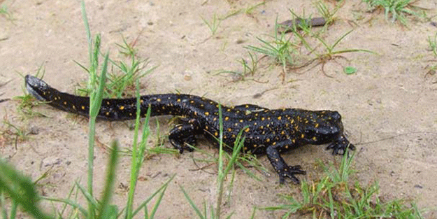 Tunceli’de görüldü… Bir ilk