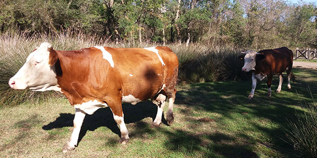 Tunceli'de hayvan sevkiyatına sıkı denetim