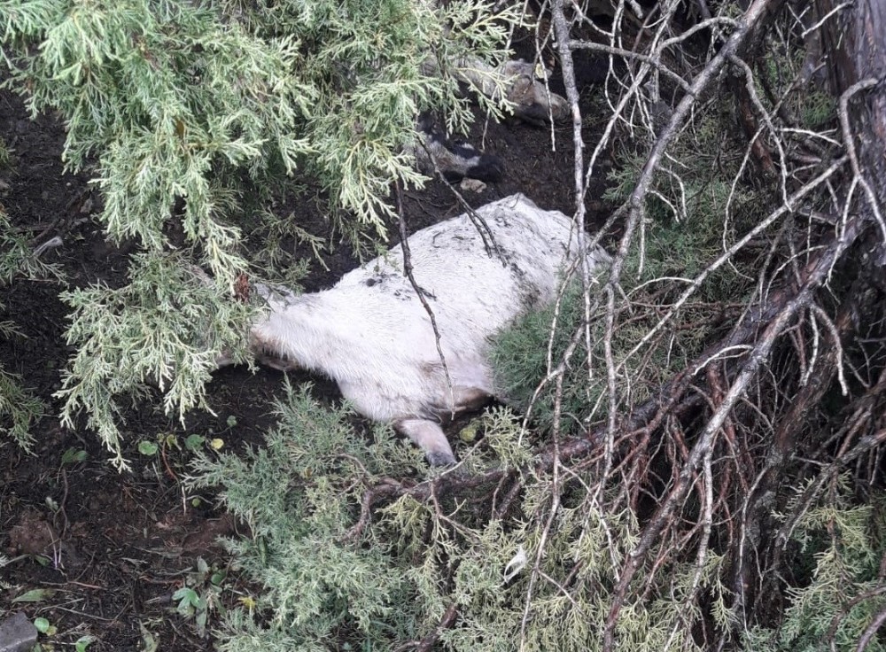Tunceli’de kar 503 koyun ve kuzuyu telef etti 