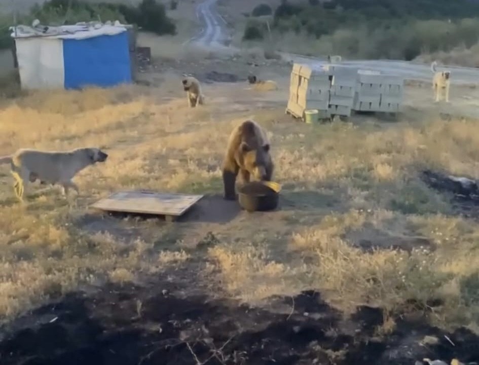 Tunceli'de karakolun davetsiz misafiri: Bozayı