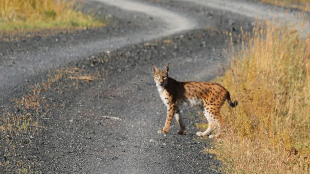Tunceli'de kaydedildi! Nesli tükenmek üzere...