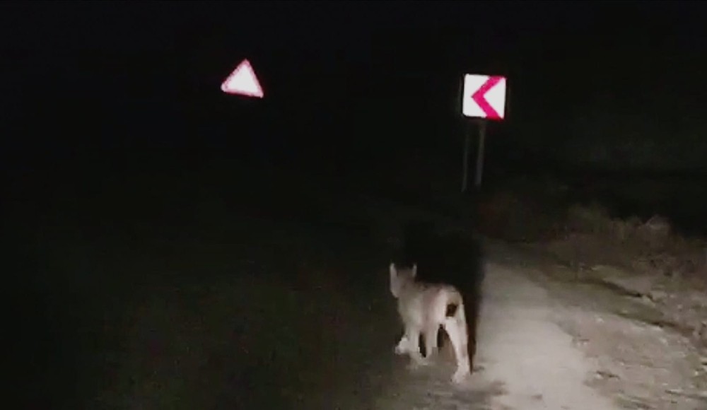 Tunceli’de kırmızı listedeki vaşak görüntülendi 