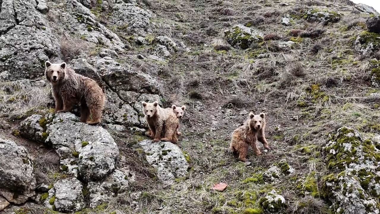 Tunceli’de kış uykusundan uyanan ayı ailesi görüntülendi