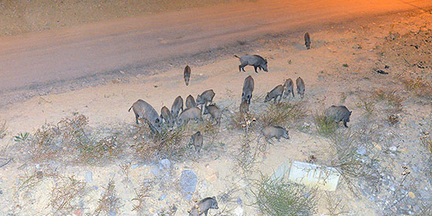 Tunceli'de korkutan baskın! Gece olunca ortaya çıktılar