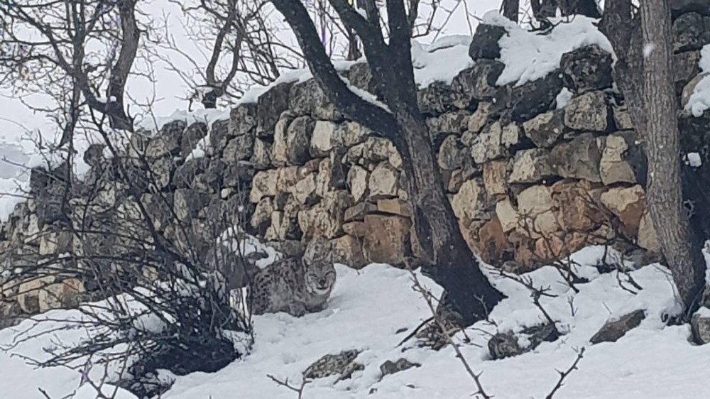Tunceli’de koruma altındaki vaşak görüntülendi 