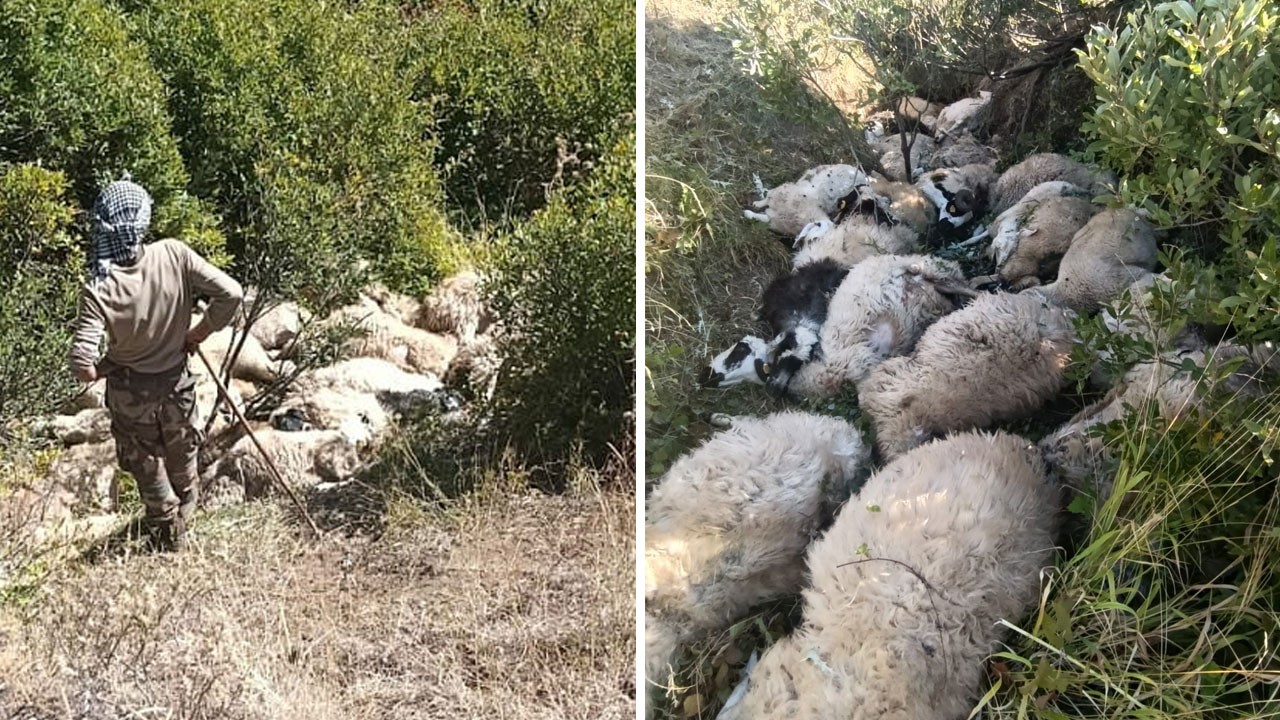 Tunceli’de koyunlar bir anda çıldırdı: 29’u ezilerek telef oldu
