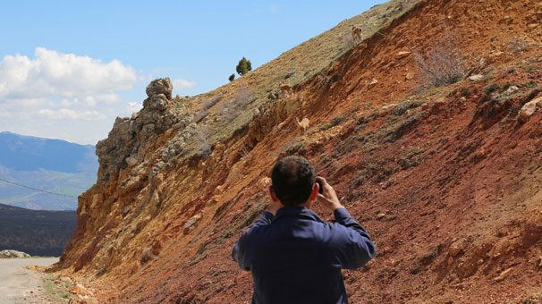 Tunceli’de ölümleri dikkat çekmişti, sürü halinde görüldüler