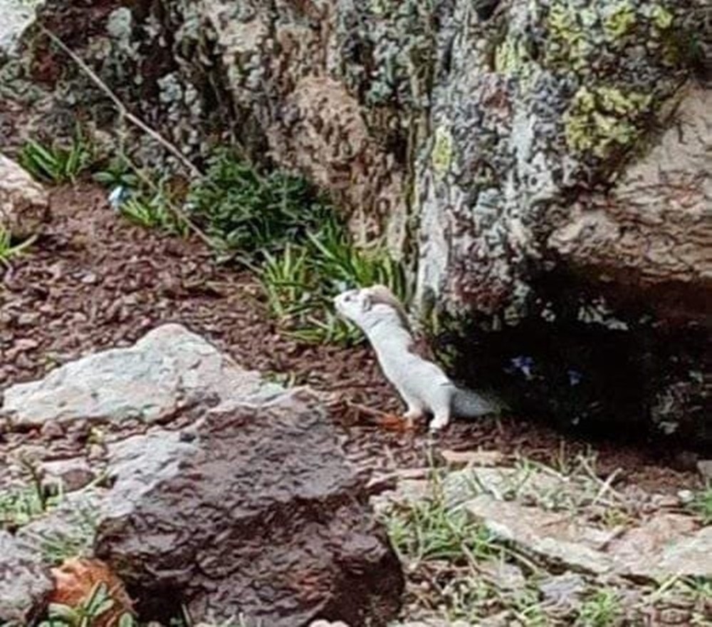 Tunceli’de renk değiştiren 