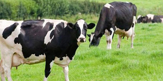 Tunceli'de şarbon paniği! Karantinaya alındı