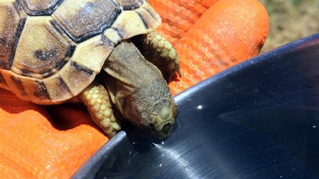 Tunceli'de susayan kaplumbağaya kendi bardağından su içirdi
