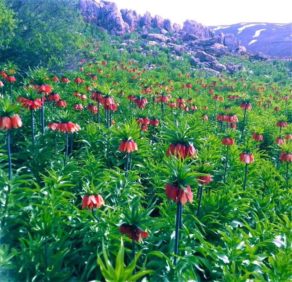 Tunceli’de ters lalelerin, görsel şöleni devam ediyor 