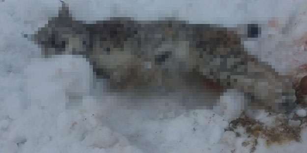 Tunceli'de vahşet! Koruma altındaki vaşak bu halde bulundu