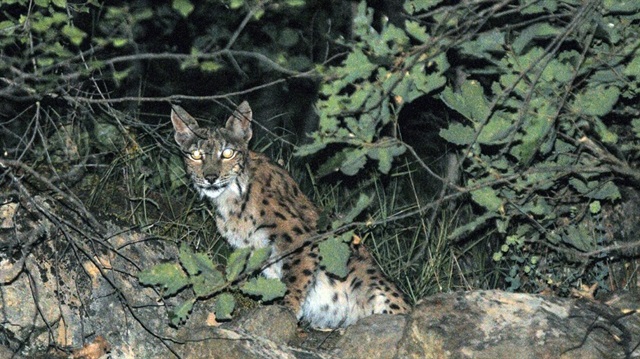 Tunceli’de vaşak fotoğraflandı