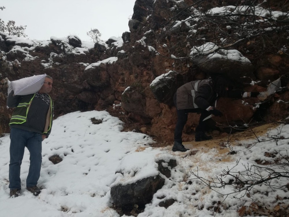 Tunceli’de yaban hayvanları için 2 ton yem bırakıldı 