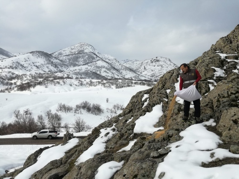 Tunceli’de yaban hayvanlarına yem desteği 