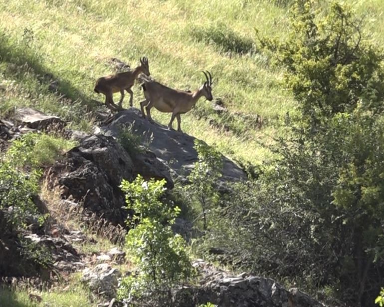 Tunceli’de yaban keçileri, yavruları ile görüntülendi 