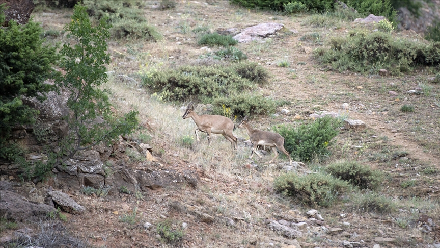 Tunceli'de yaban keçisi avlayan 2 kişiye 126 bin lira ceza kesildi