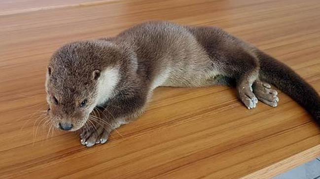 Tuncelide yaralı bulunan su samuru tedavi altına alındı