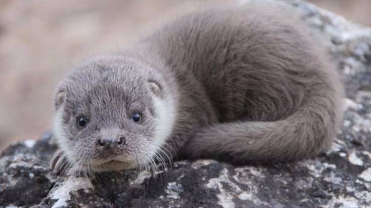Tunceli'de yavru su samuru görüntülendi