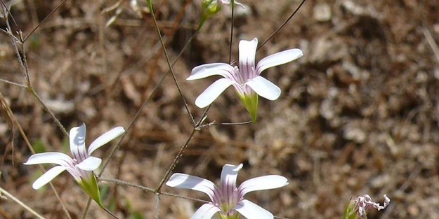 Tunceli'de yeni bir endemik bitki türü keşfedildi