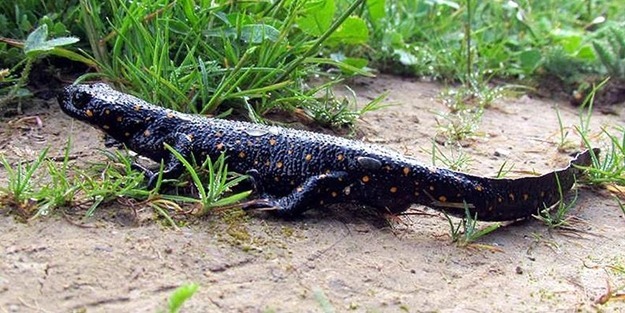 Tunceli'de tespit edildi!