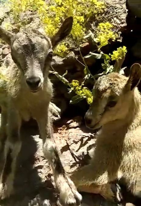Tunceli’de yeni doğmuş dağ keçileri görüntülendi 