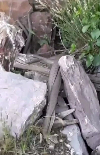 Tunceli’de yılanların dansı saniye saniye görüntülendi 