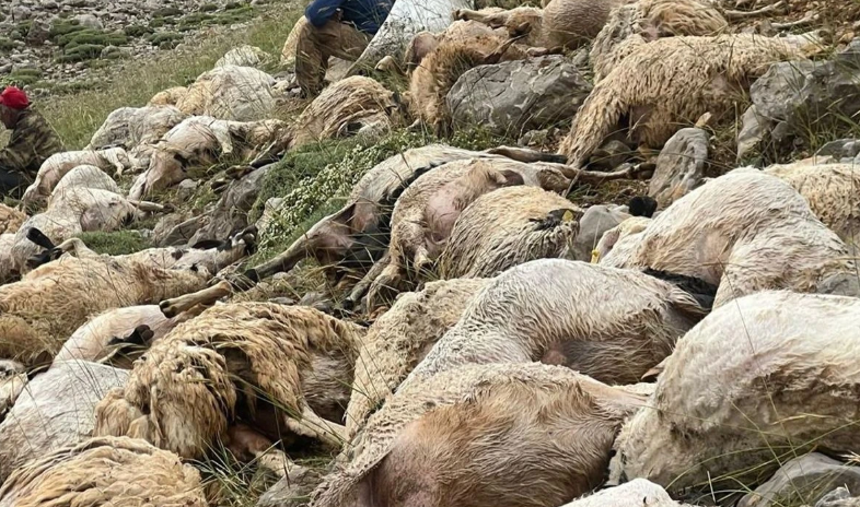 Tunceli’de Yıldırım Faciası: 200 Koyun Telef Oldu
