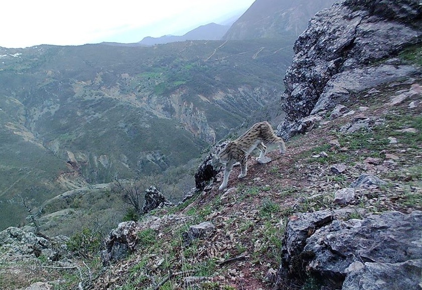 Tunceli’nin yaban hayatı foto kapanla görüntülendi 
