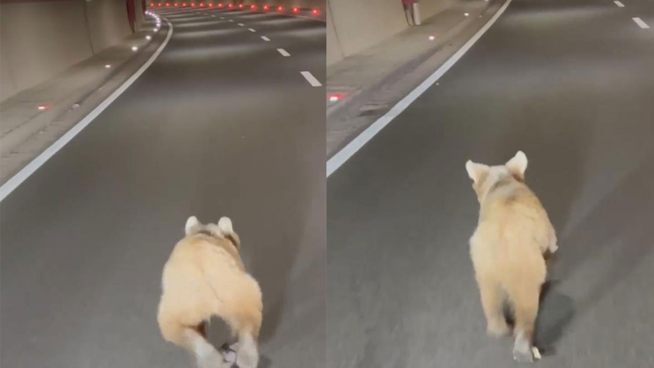 Tünelde koşan ayı kameraya yansıdı