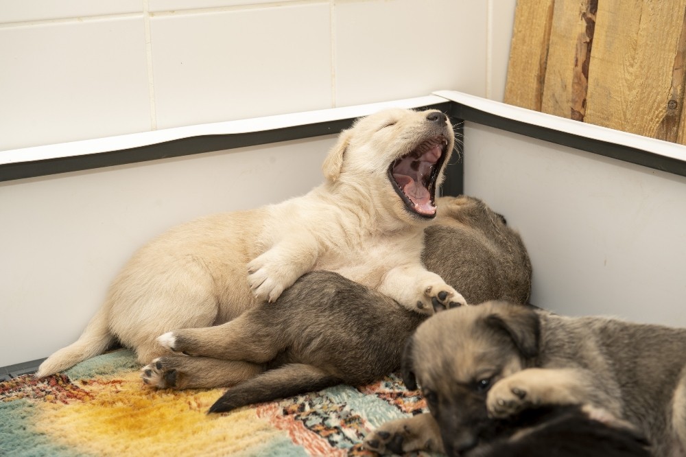 Tünelde mahsur kalan 8 köpek kurtarıldı 