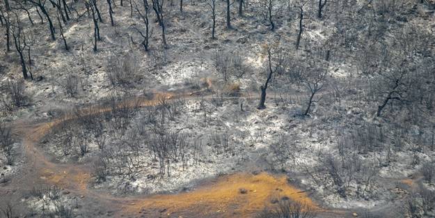 Tunus'ta orman yangını! Kül oldu