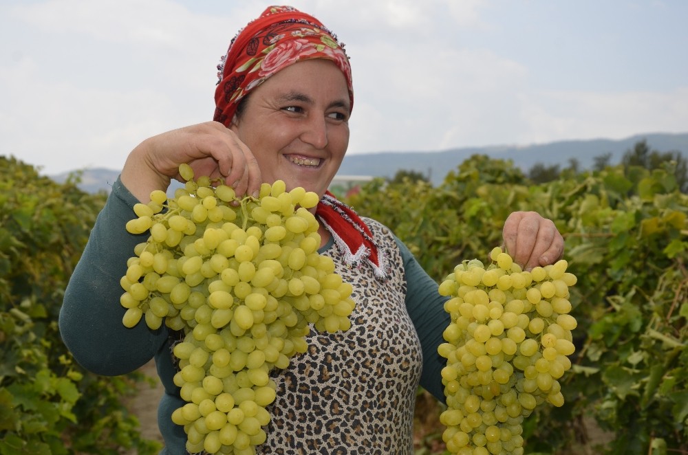Turfanda üzüm satış fiyatları pazarlıkları başladı 