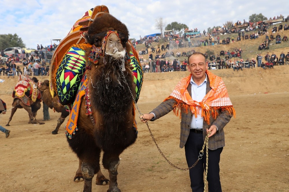 Turgutlu Belediyesi geleneksel deve güreşlerine hazırlanıyor 