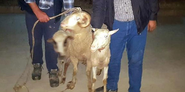 Turgutlu'dan çaldığı küçükbaşlarla İzmir'de yakalandı