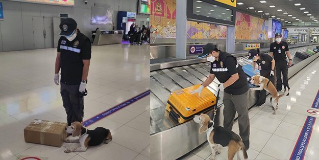 Turistin bavulundan çıkan mide bulandırdı! Virüs taşıdığı şüphesi var