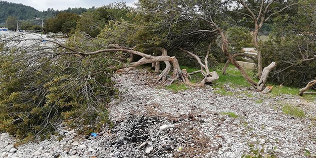 Turistlerin gözdesi olan sahilde ağaç katliamı yapıldı!