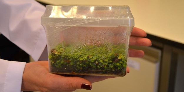 Türk araştırmacılar yeni bir bakteri türü keşfetti!