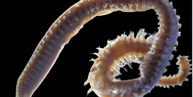 Türk bilim adamları 2 yeni deniz canlısı keşfetti: Dünya literatürüne girdi