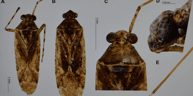 Türk bilim adamları Mardin'de keşfetti! Eski bakanın adı verildi