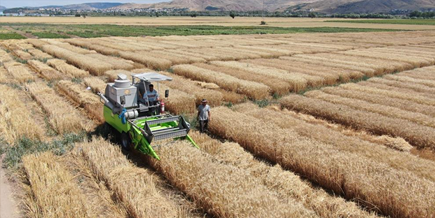Türk bilim adamları yapıyor! Tüm dünyanın gözü bu tarlada