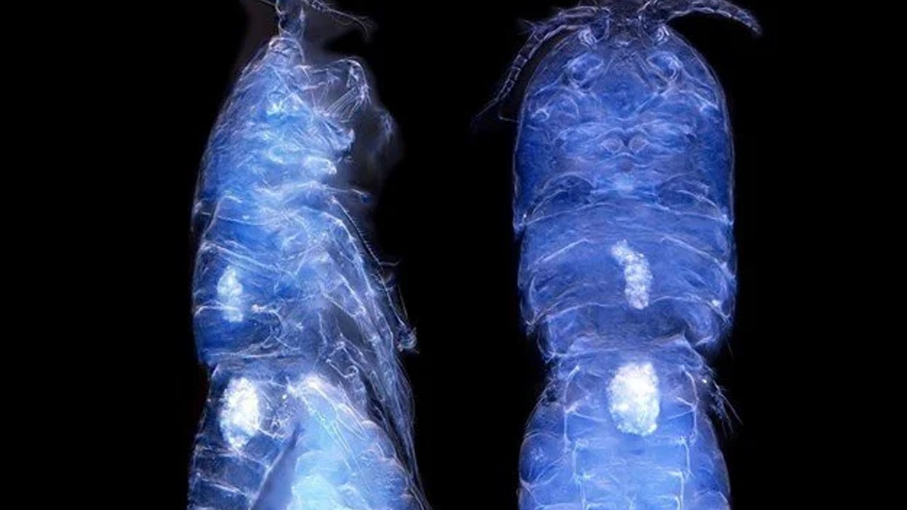 Türk bilim insanları: Antarktika'da yeni bir canlı türü keşfetti! Tarihe geçecek duyurdular