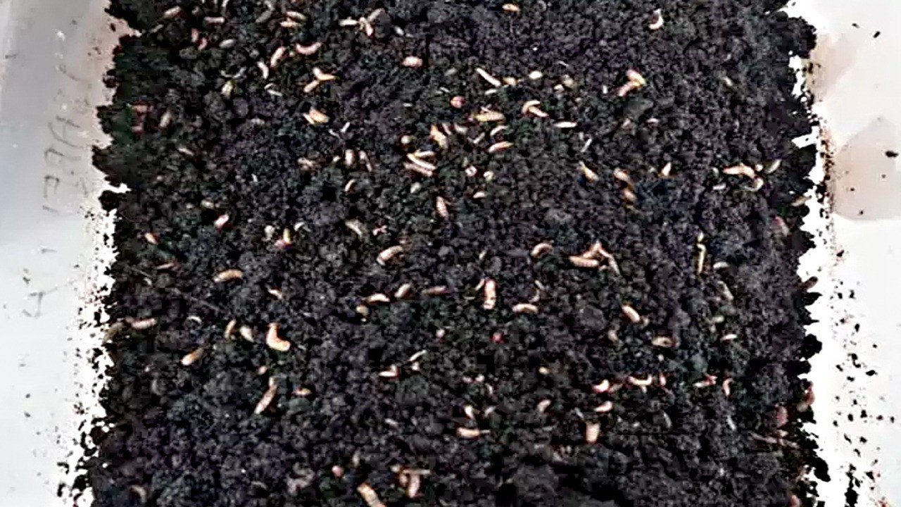 Türk bilim insanları etkilerini araştırdı: Yiyemedikleri hiçbir şey yok! Nedeni bu olabilir!