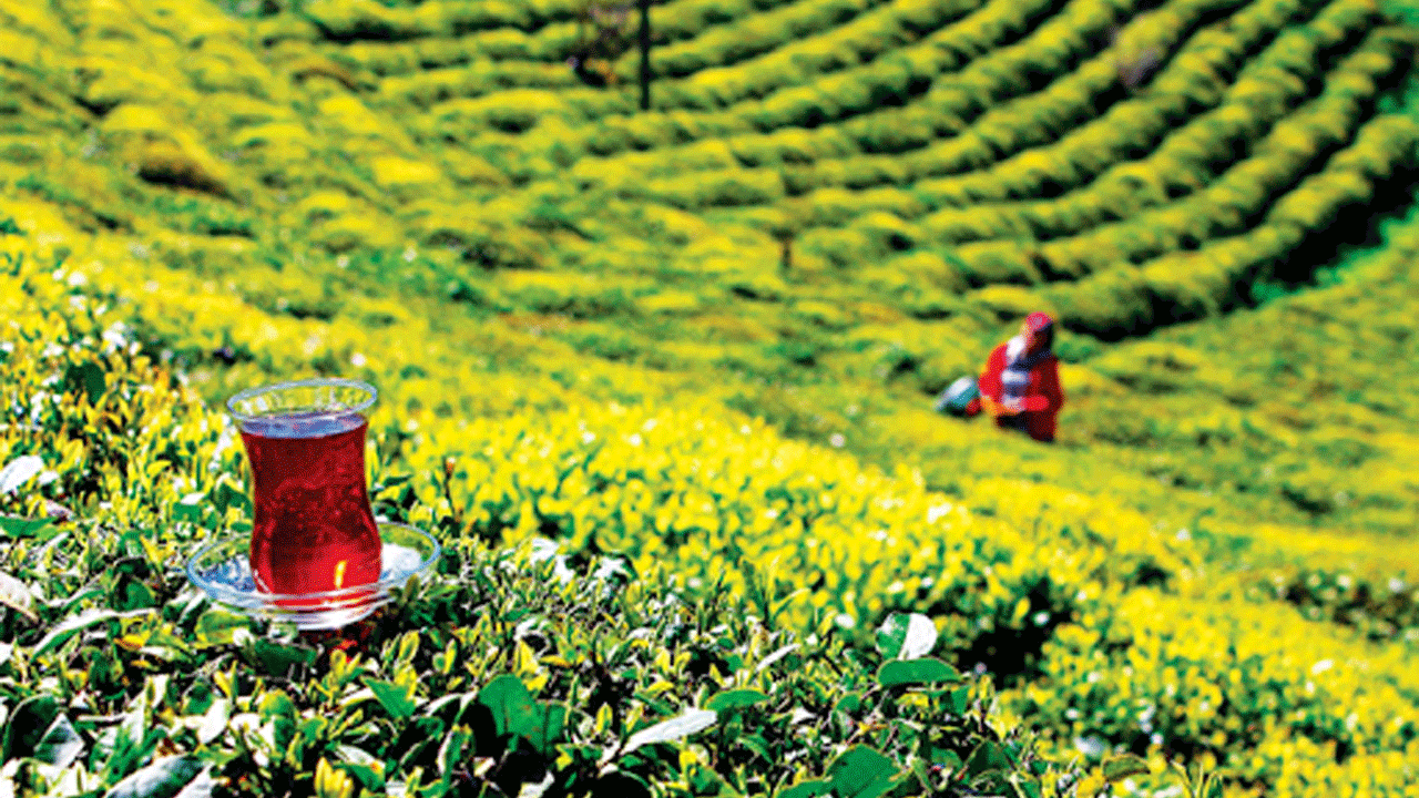 Türk çayı dünyayı fethetti