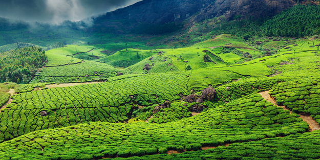‘Türk çayı küreselleşsin’